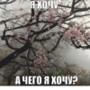 жиза 6