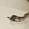 SNAKES 6