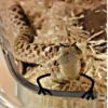 SNAKES 7