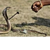SNAKES 8