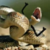 SNAKES 9