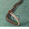 SNAKES 10