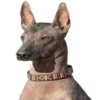 Cool Dog 5