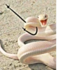 SNAKES 12