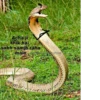 SNAKES 14