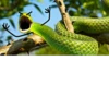 SNAKES 15