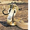 SNAKES 16