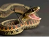 SNAKES 17