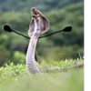 SNAKES 18