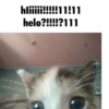 hliiiii!!!!!11!11 helo?!!!!?111