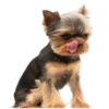 Cool Dog 6