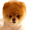 Cool Dog 7