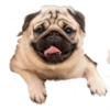 Cool Dog 8