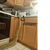 SNAKES 23