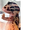 SNAKES 24