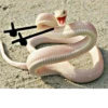 SNAKES 25