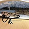 SNAKES 26
