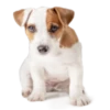 Cool Dog 9