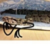 SNAKES 27