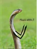 SNAKES 28