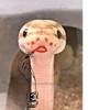 SNAKES 29