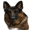 Cool Dog 10