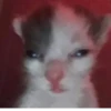 Kitty_Cat :: @fStikBot 10