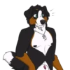 Lucas the Bernese and Friends 11