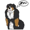 Lucas the Bernese and Friends 14