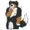 Lucas the Bernese and Friends 23