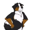 Lucas the Bernese and Friends 24