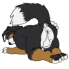 Lucas the Bernese and Friends 28