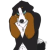 Lucas the Bernese and Friends 30