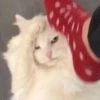 PETRO SOKRAT 11