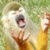 MONKEY 5