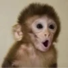 MONKEY 6