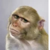 MONKEY 7