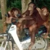 MONKEY 10