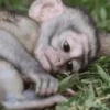 MONKEY 13