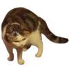 Michis cursed 18