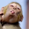 MONKEY 18