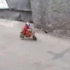MONKEY 19