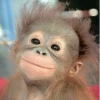 MONKEY 23
