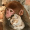 MONKEY 25