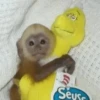 MONKEY 26
