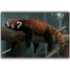 Panda 10