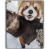Panda 11