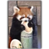 Panda 12