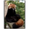Panda 13