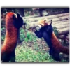 Panda 14